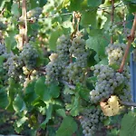 Hotell Heinrichs Winery Langenlonsheim