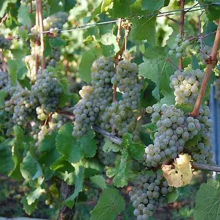 Hotel Heinrichs Winery Langenlonsheim