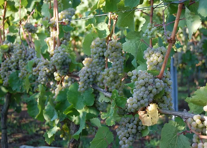 Отель Heinrichs Winery Langenlonsheim